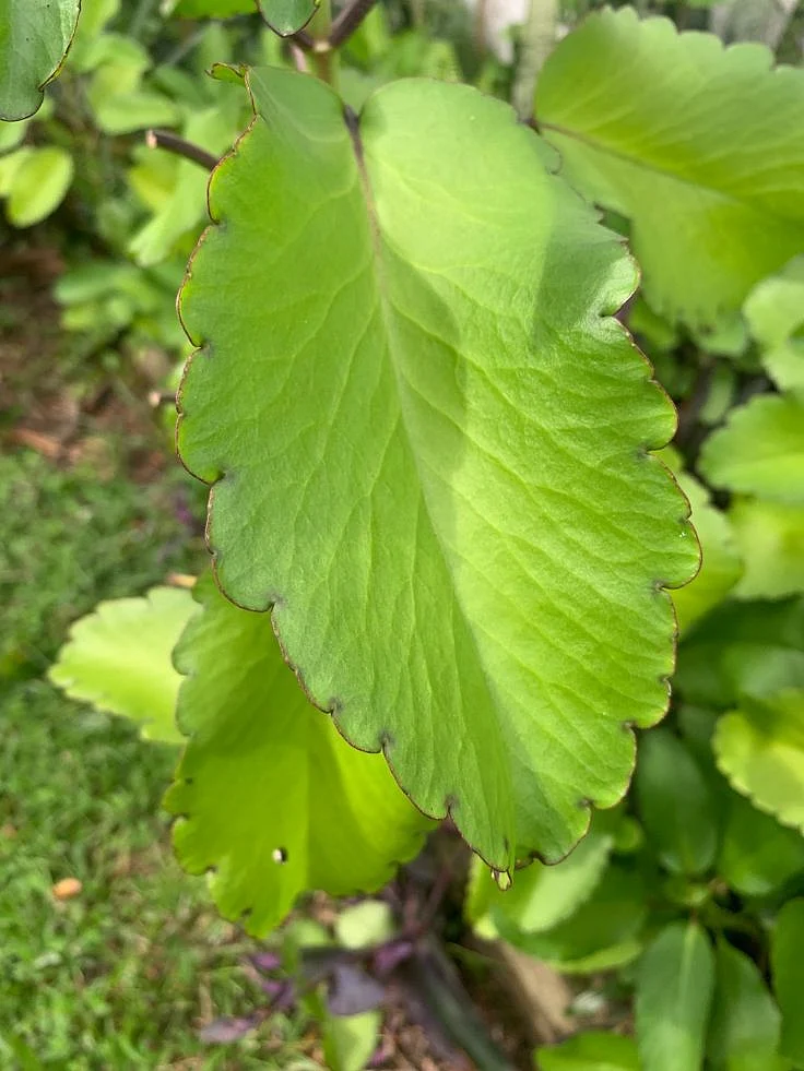Patharchatta. 4