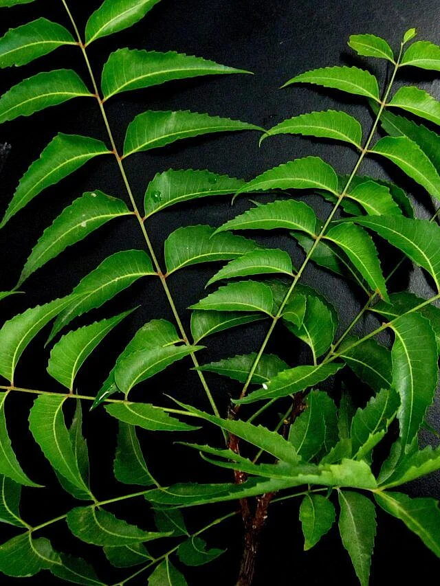 Curry leaf. 1