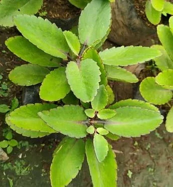 Patharchatta. 2