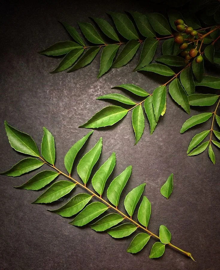 Curry leaf. 7