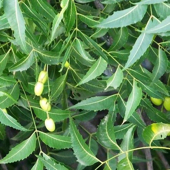 Neem leaves. 3
