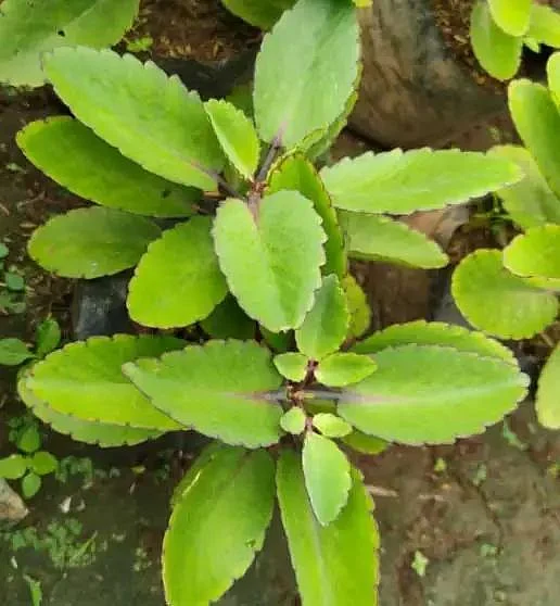 Patharchatta. 3
