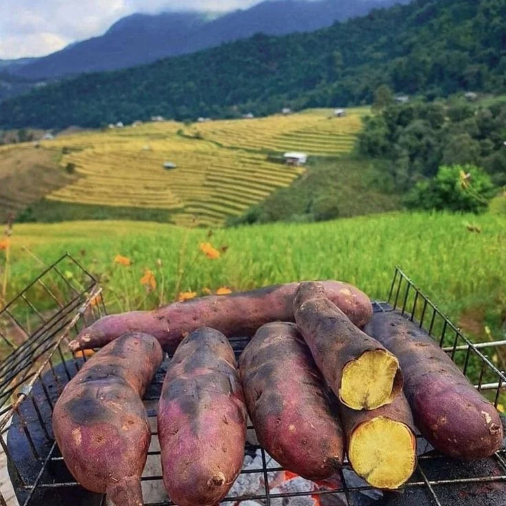 Sweet Potato 1