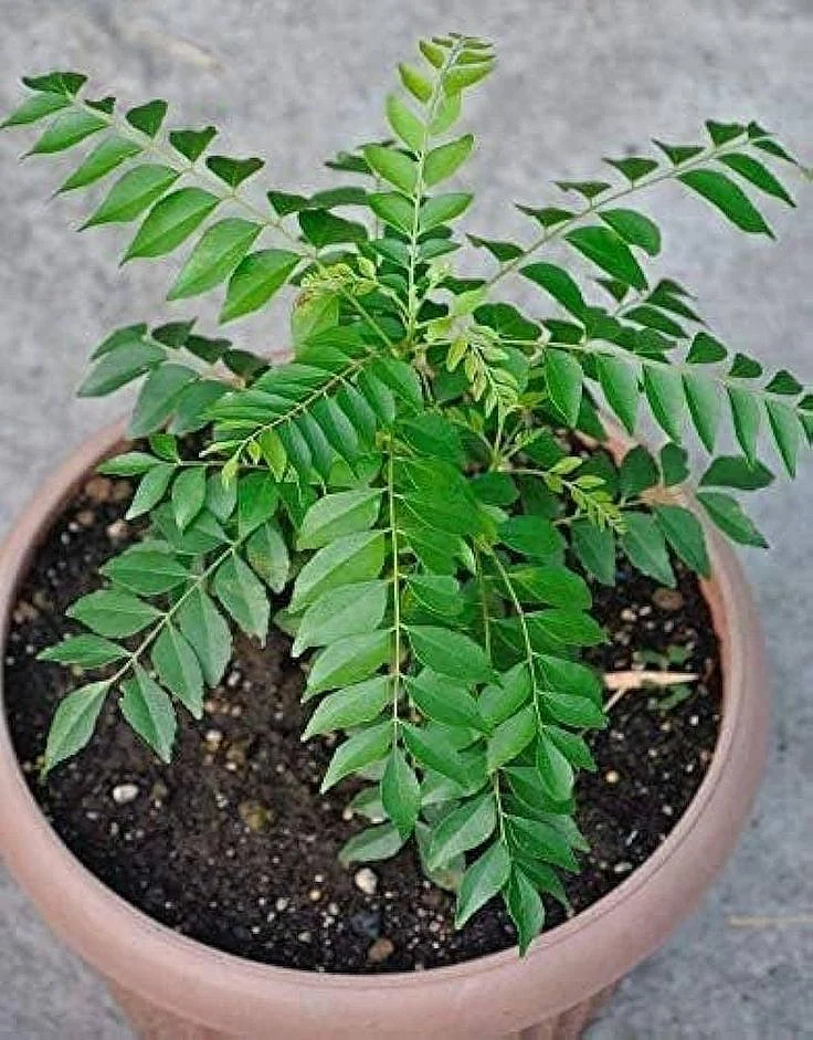 Curry leaf. 4
