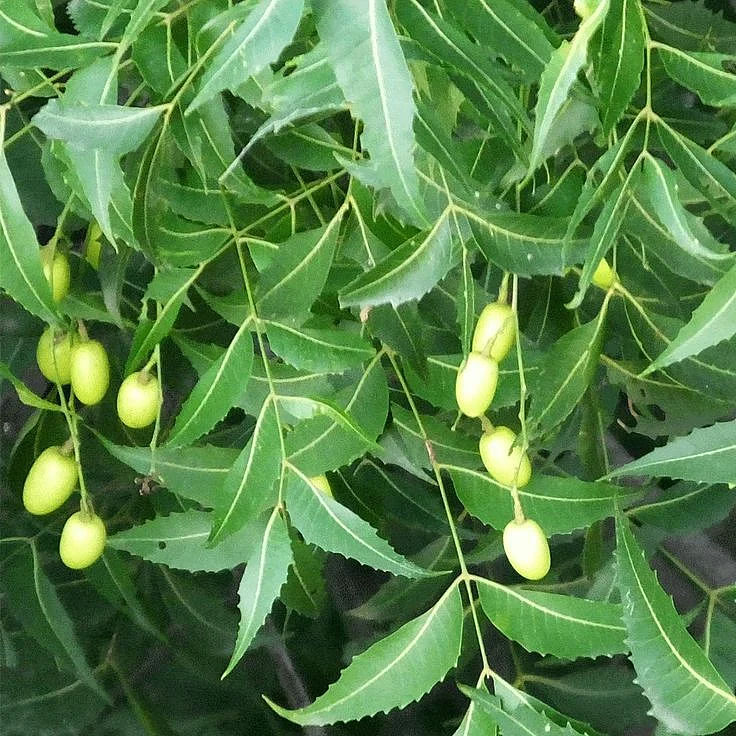 Neem leaves. 2