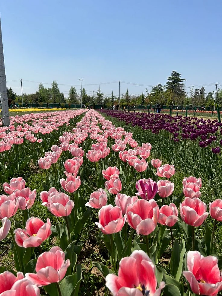 Tulip Garden of Kashmir