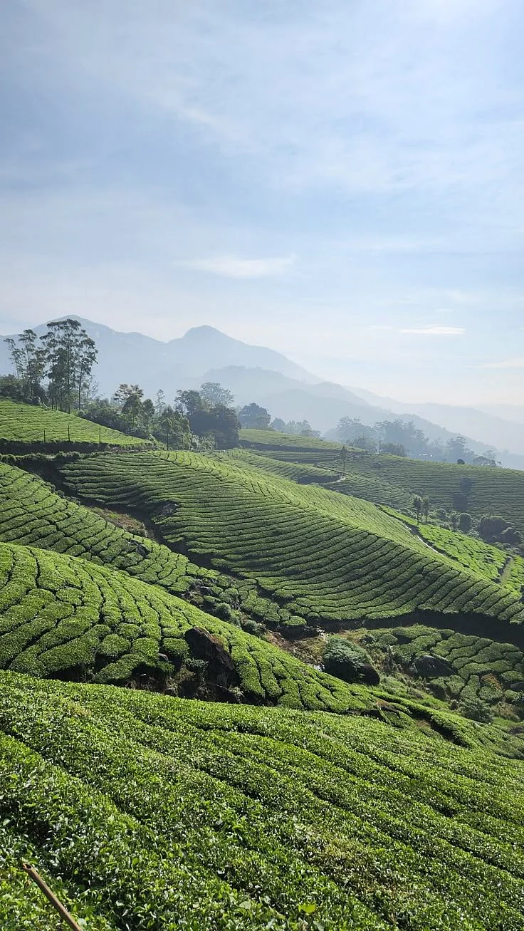 Munnar Kerala