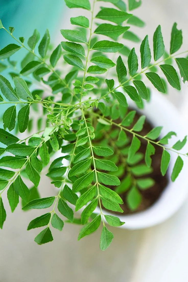 Curry leaf. 6