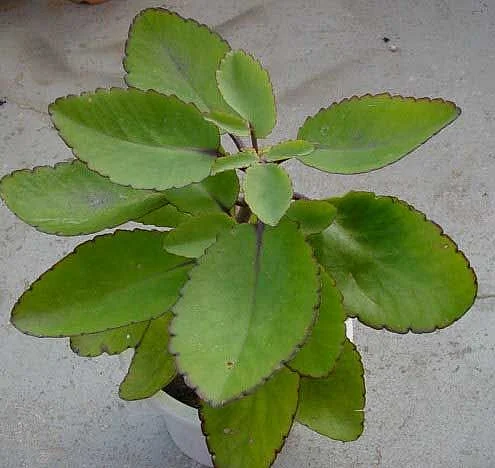 Patharchatta. 6