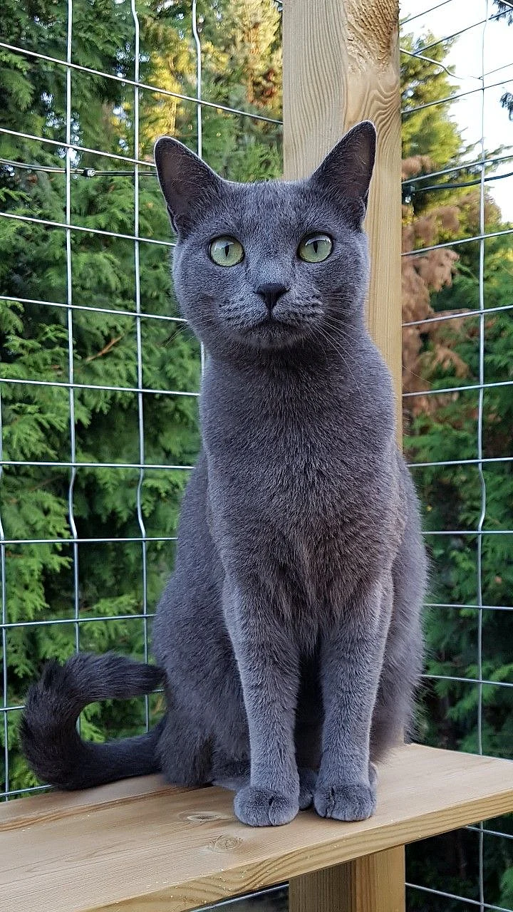Russian Blue Cat