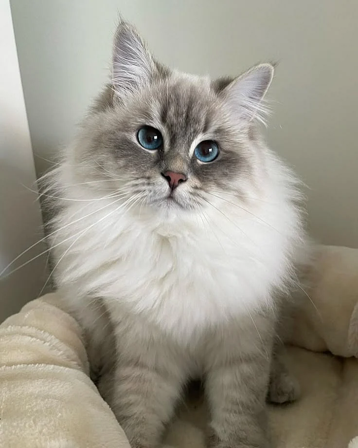 siberian cat