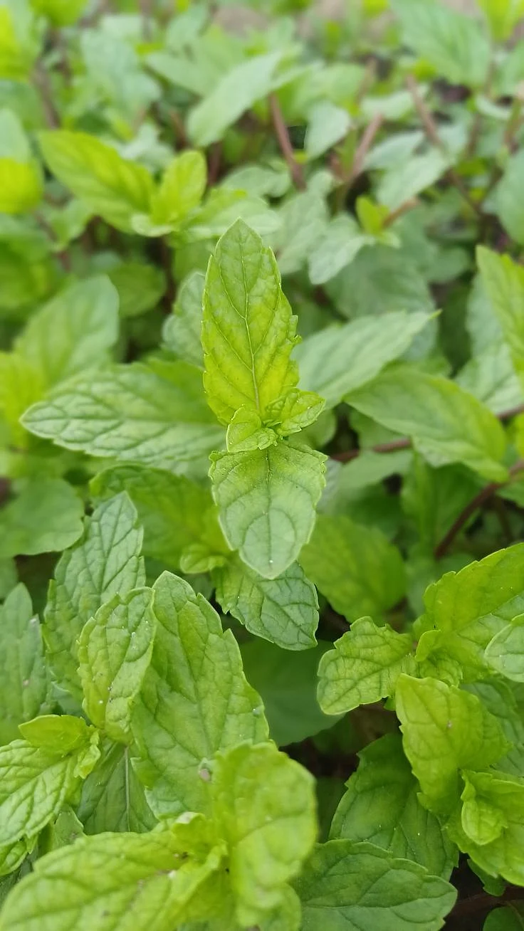 mint. 5