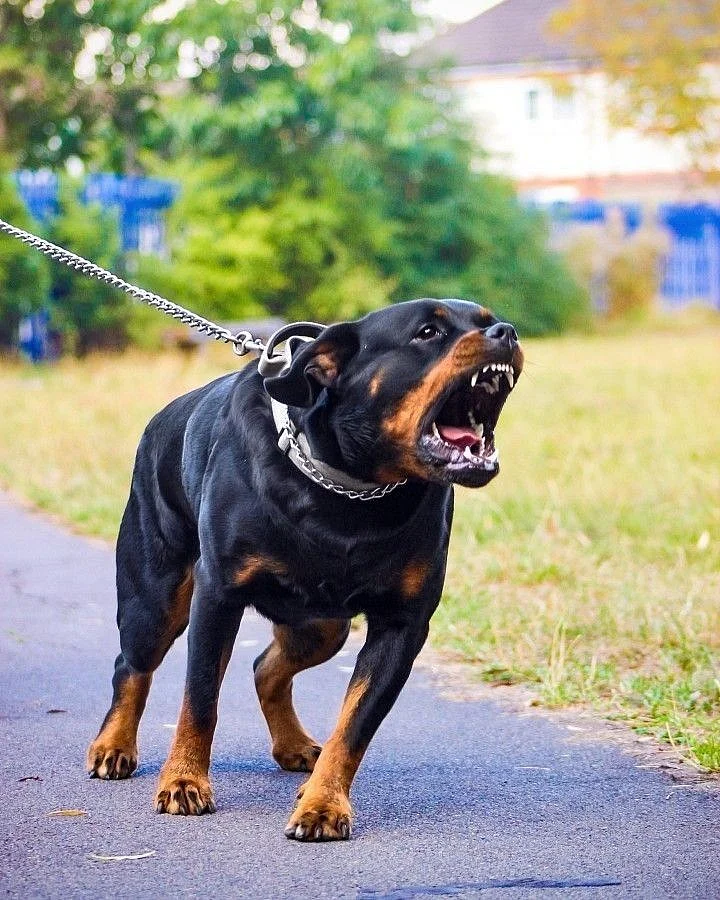 Dangerous Dog Breeds