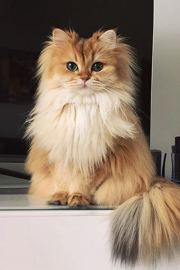 Cute Cat Breeds