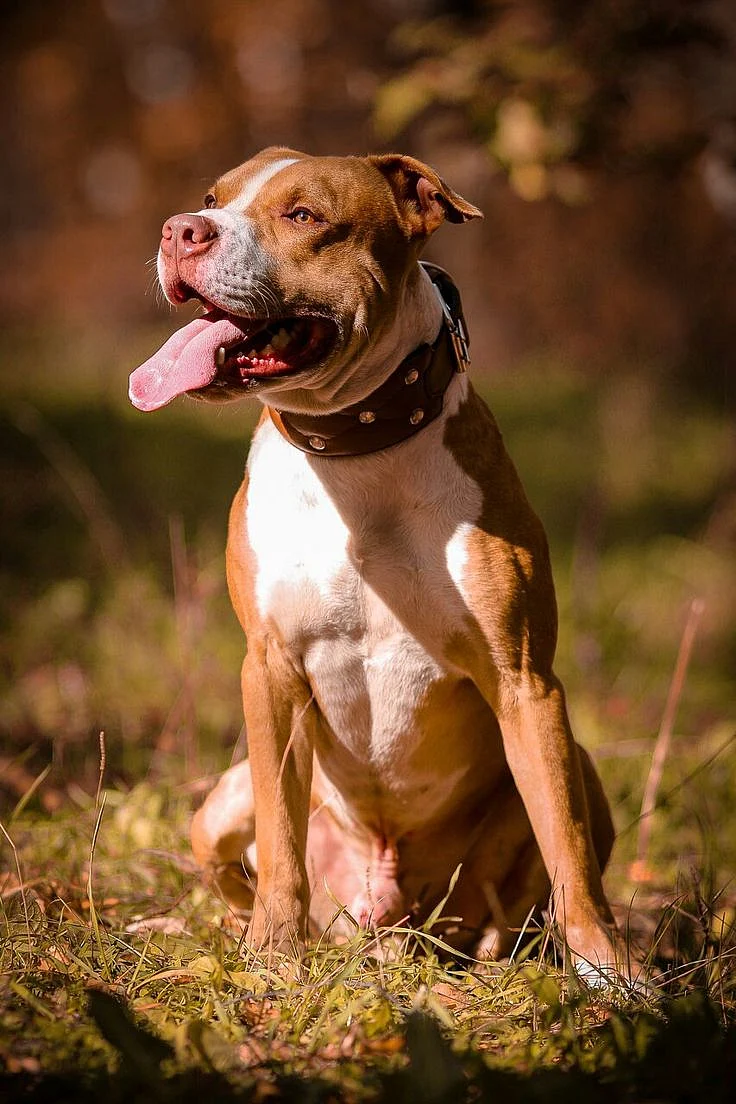 American Pit Bull Terrier