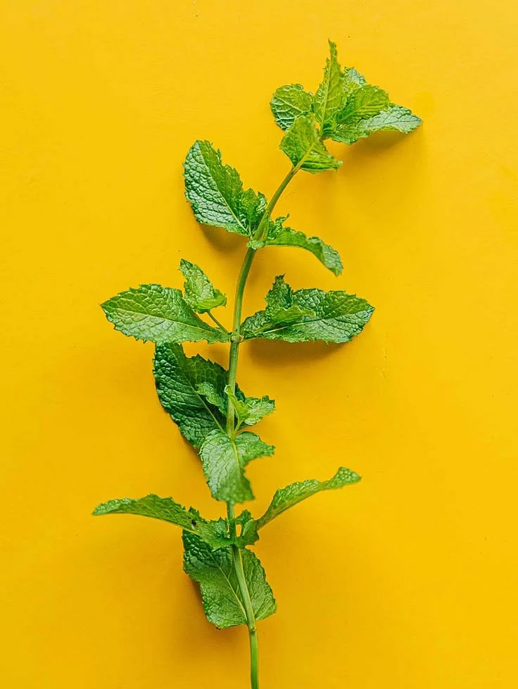 mint. 7