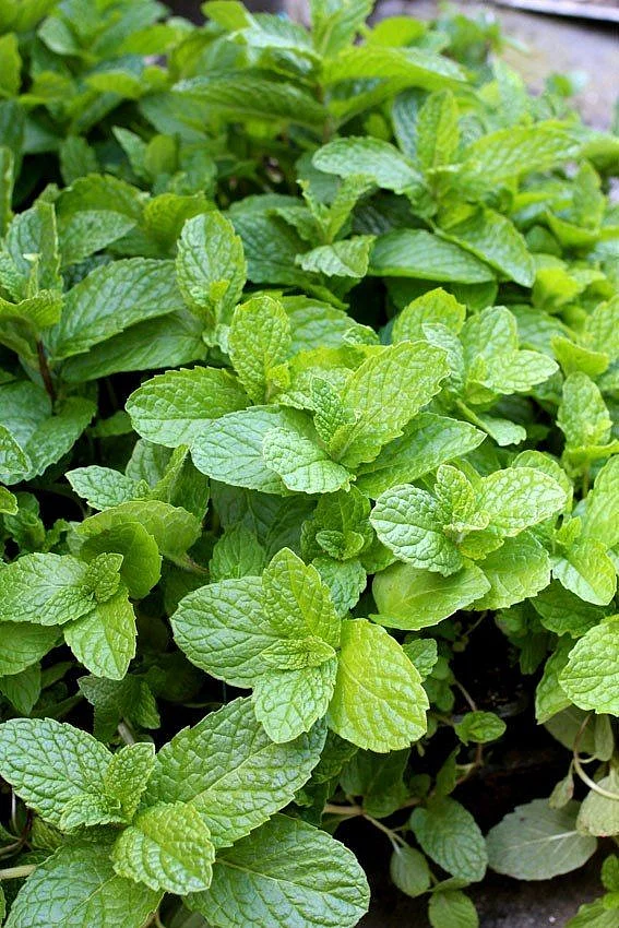 mint. 9