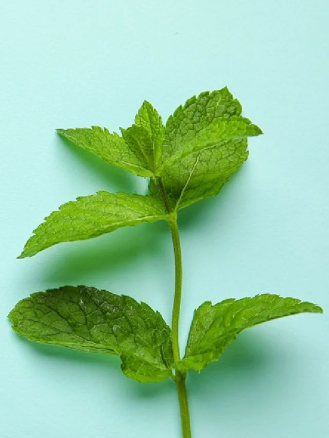 mint. 8