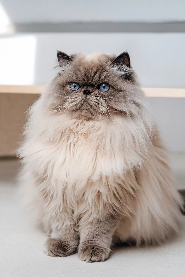 persian cat