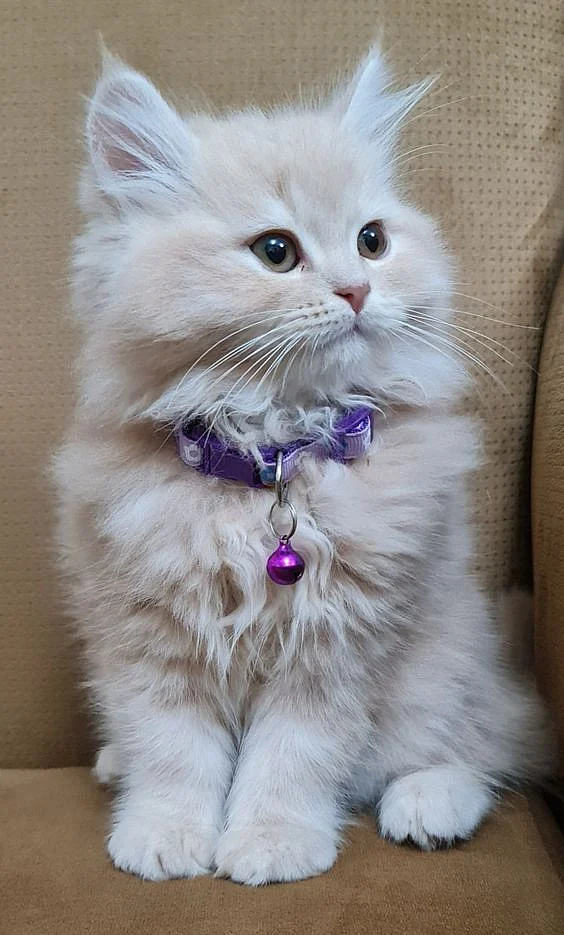 Cute Cat Breeds 2