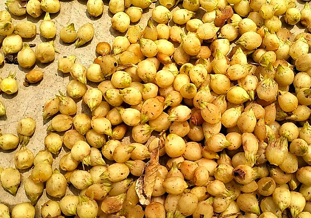 महुआ 2