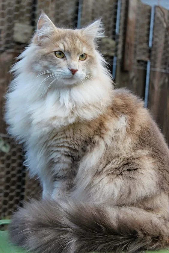 Norwegian Forest