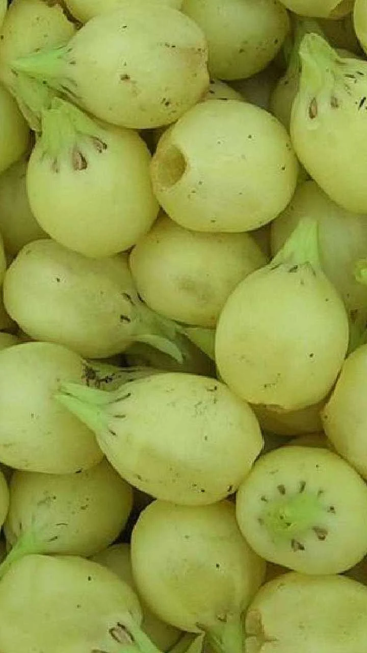 महुआ 1
