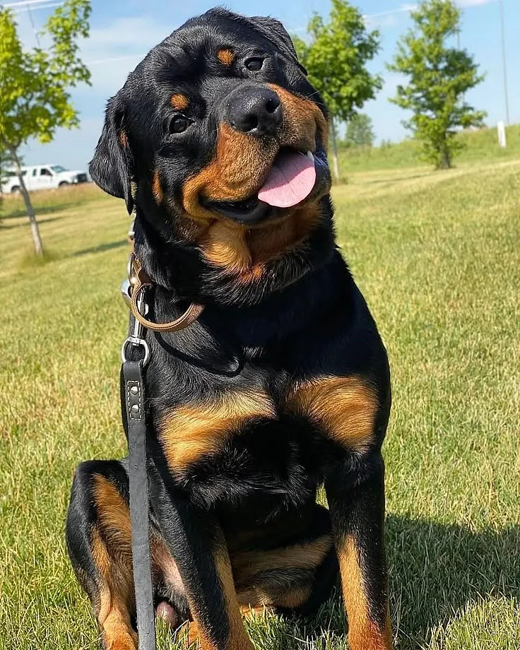 Rottweiler