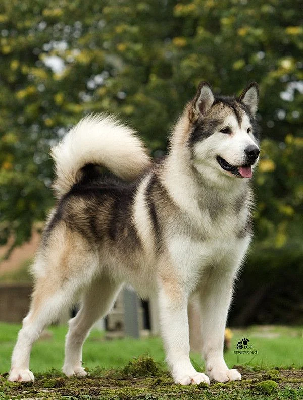 husky