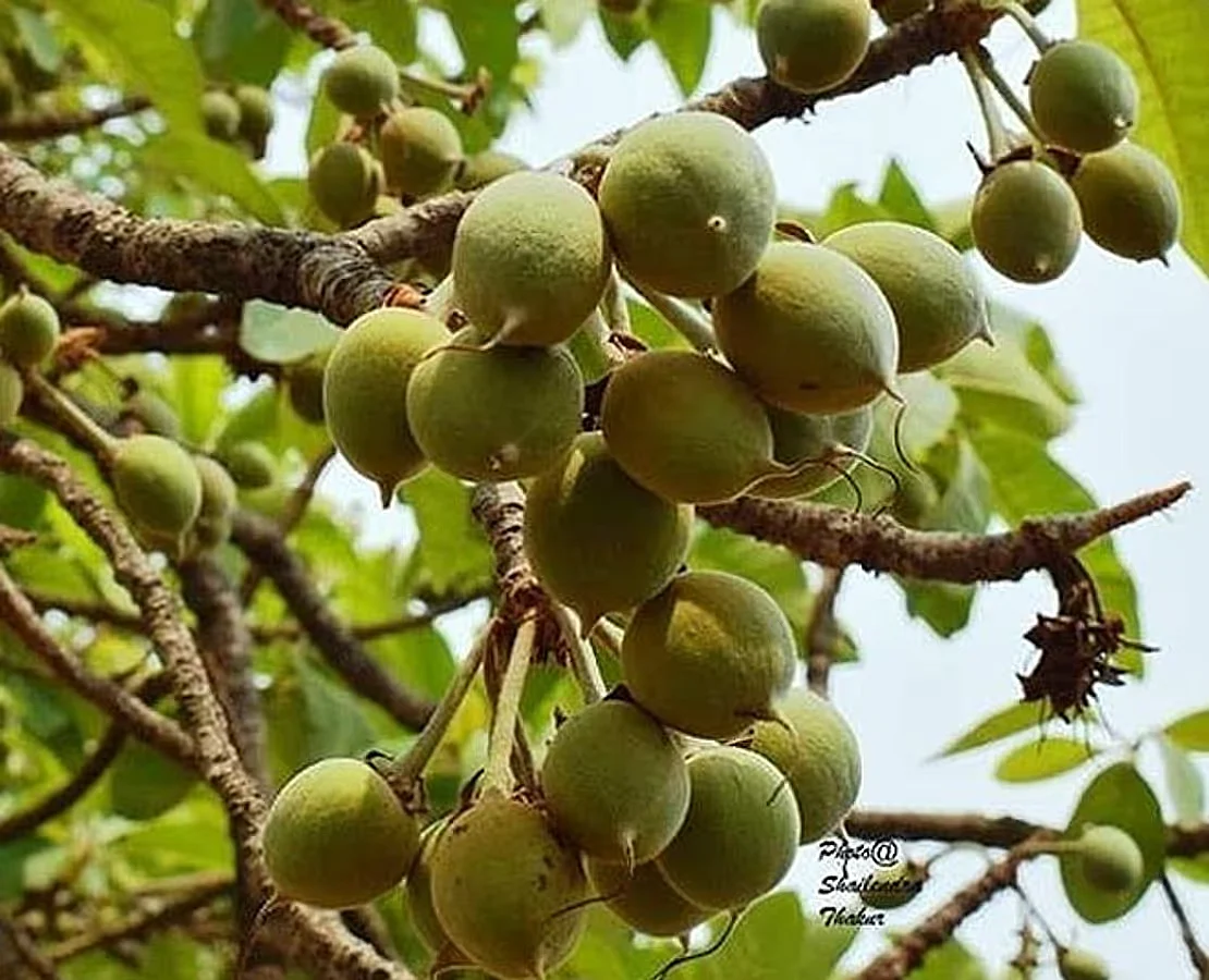 महुआ 6
