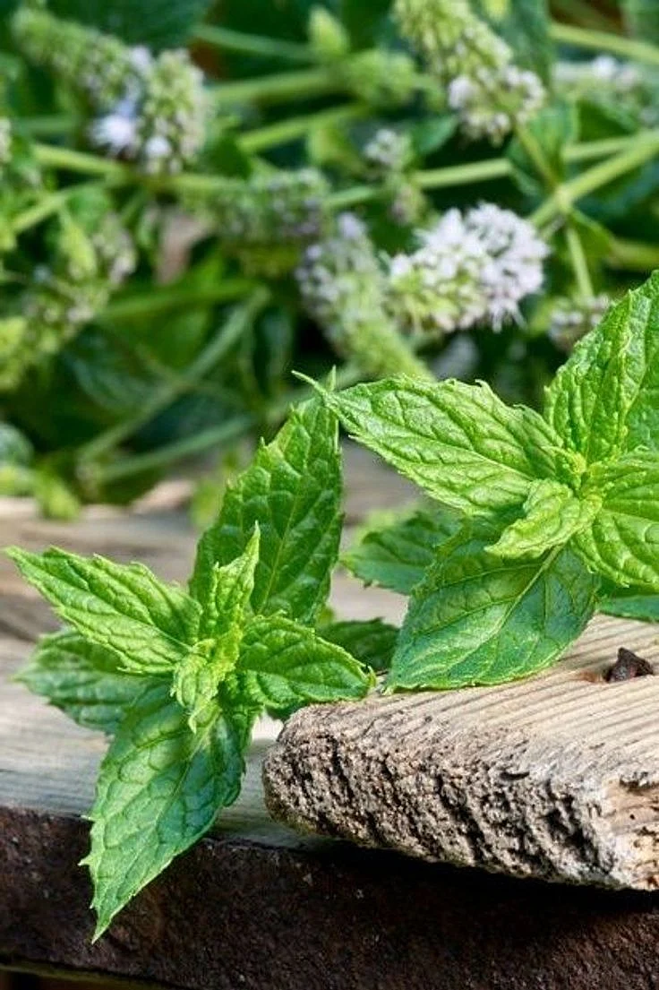mint. 2
