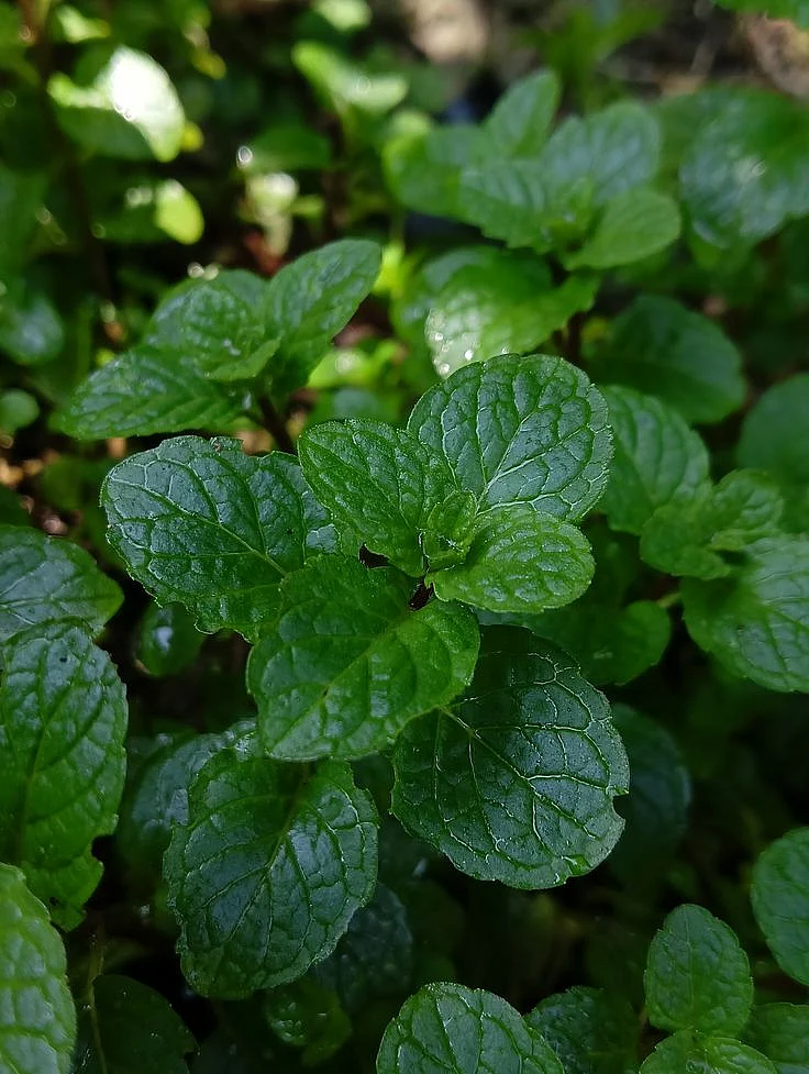 mint. 6