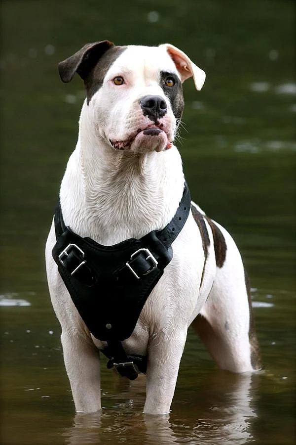 American Bulldog