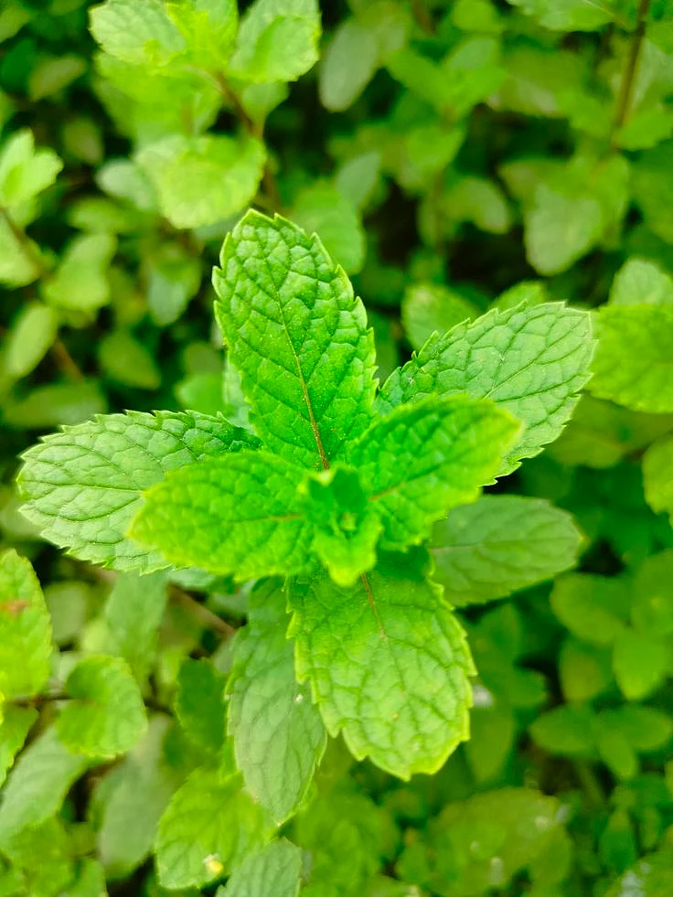 mint. 4