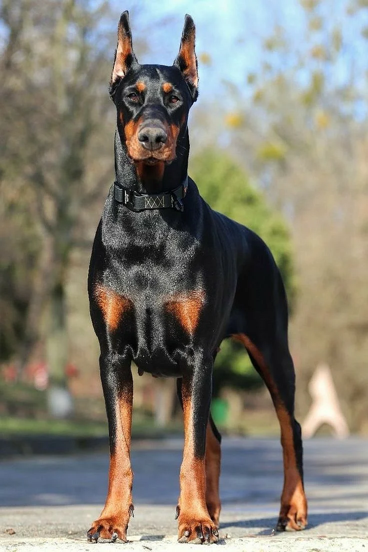 Doberman Pinscher