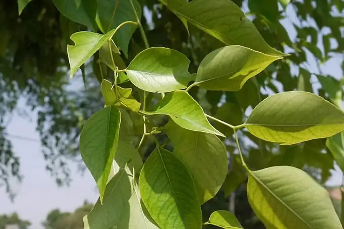 Sheesham tree leaves 1