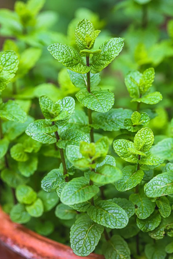 Mint How To Grow Mint From Cuttings or Seeds