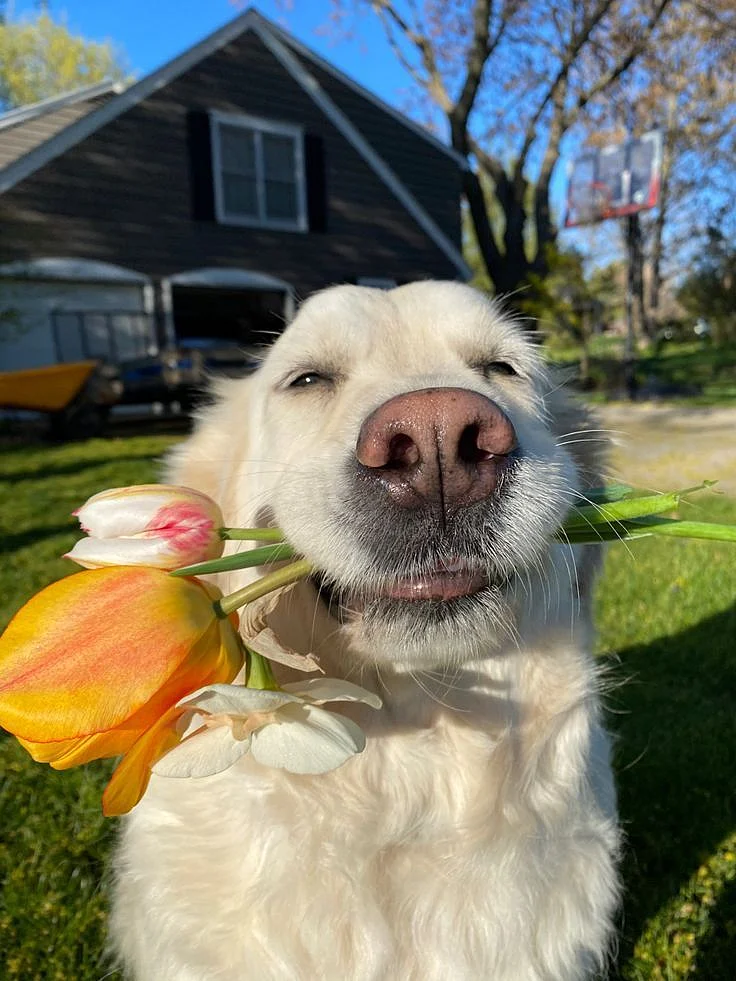 All About Blonde Dog Breeds Cute Funny Blonde Dogs Aesthetic