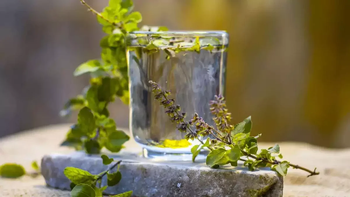 tulsi