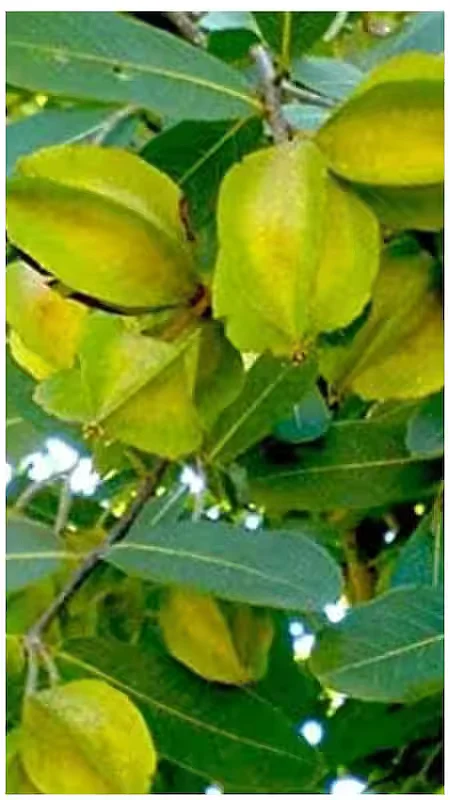 Arjun Tree 8