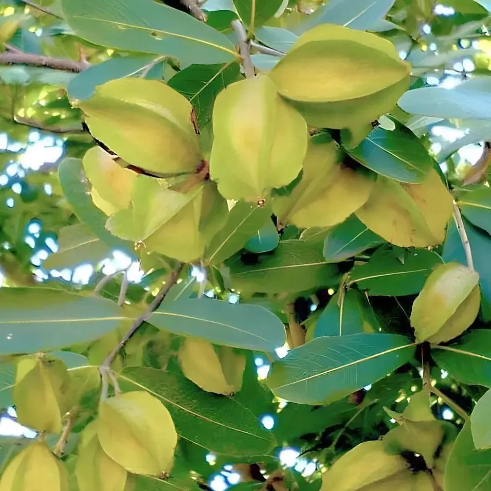 Arjun Tree 5