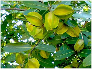 Arjun Tree 2