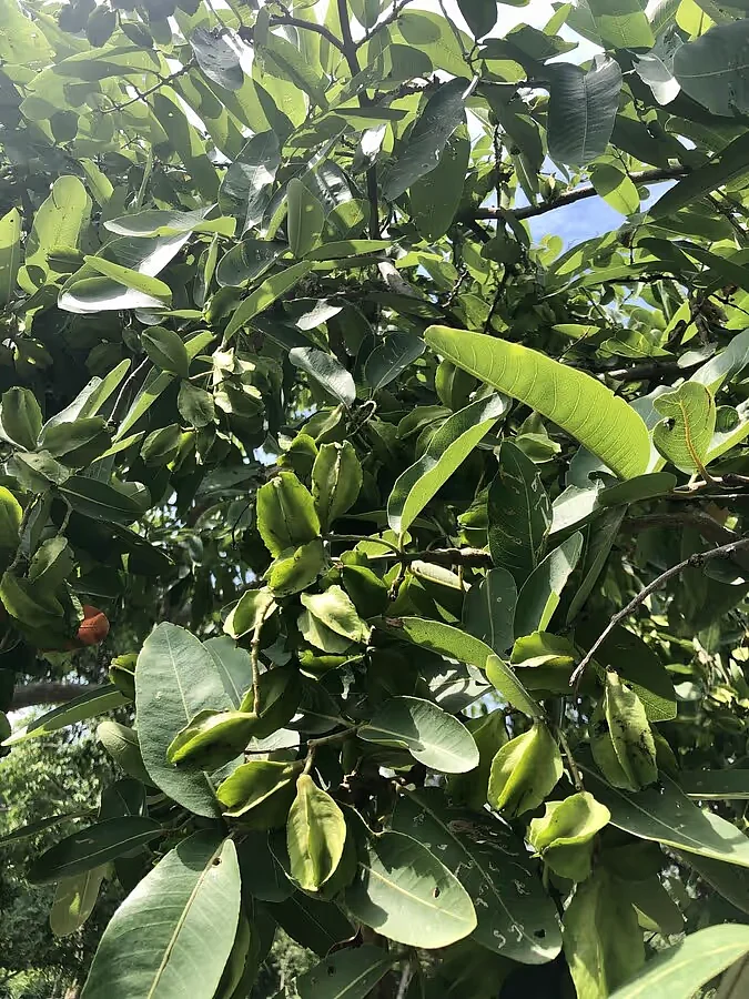 Arjun Tree 7