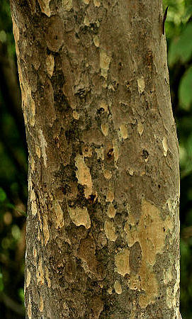 Arjun Tree 4