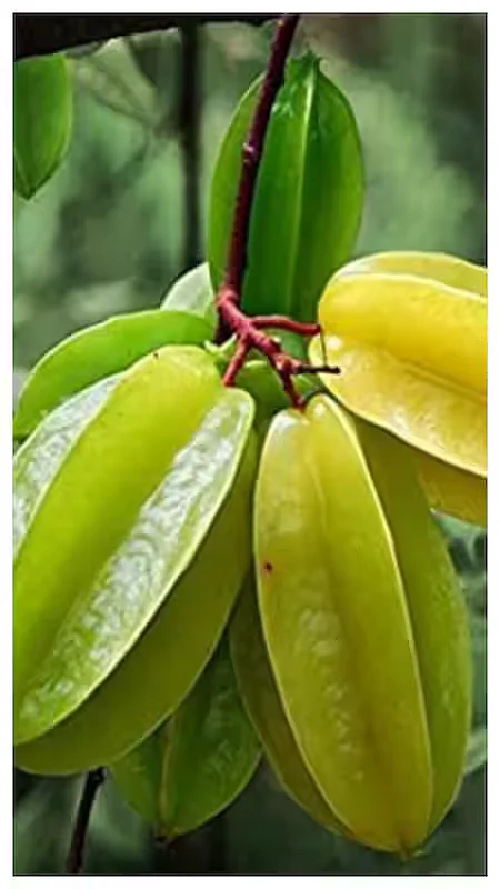 Arjun Tree