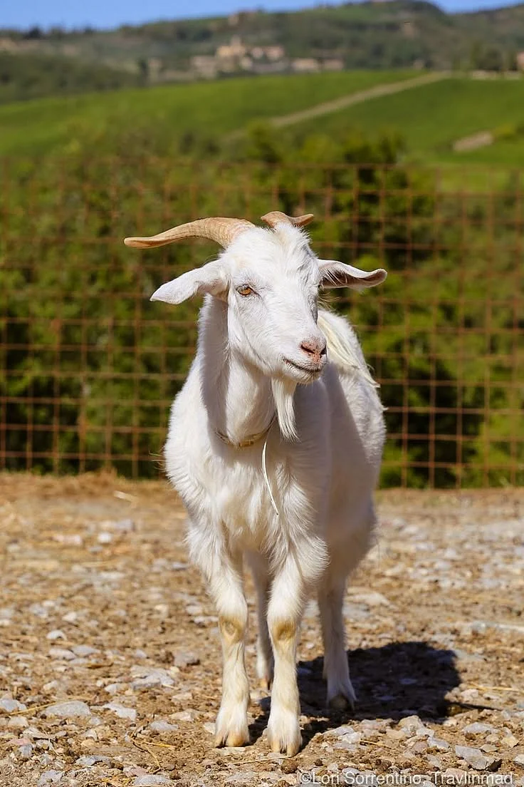 Chianti Cashmere A Visit With The Worlds Most Luxurious Cashmere Goats — Travlinmad Slow Travel Blog