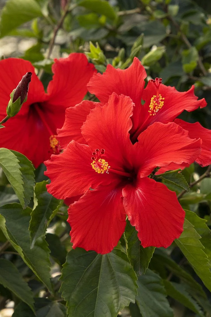 Brilliant Hibiscus