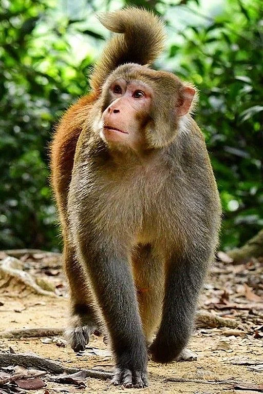 Macaca mulatta 1