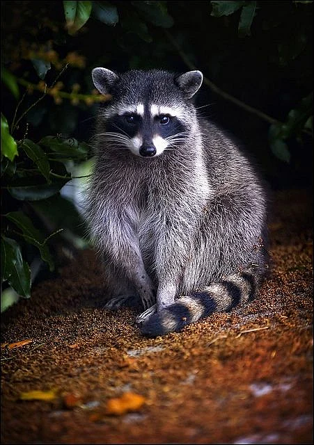 Raccoon