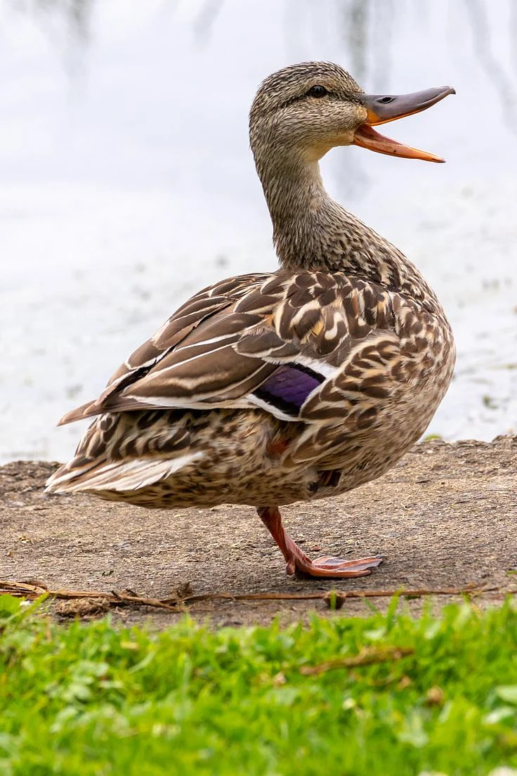 Duck Print Canvas Duck Art Duck Gift Mallard Duck Water Birds Duck Artwork Bird Bird Wall Art